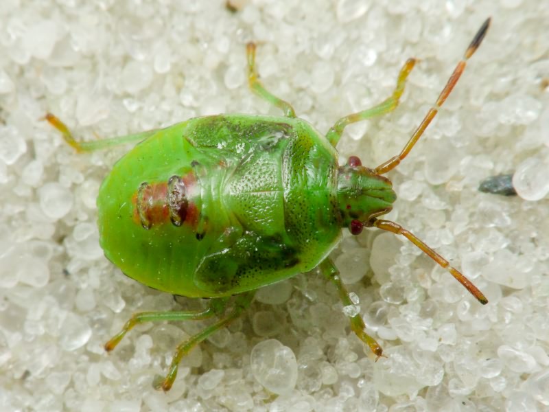 Elasmostethus interstinctus (Linnaeus, 1758)